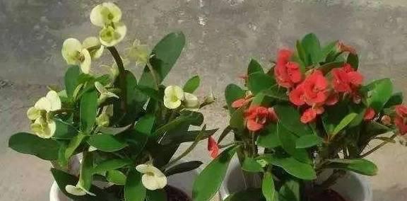 苹果开花时浇水的正确方法和注意事项是什么？