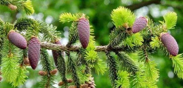 苹果种子传播方式有哪些？它们是如何传播的？