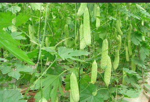 苹果苦瓜几月份种植最合适？如何确保高产？