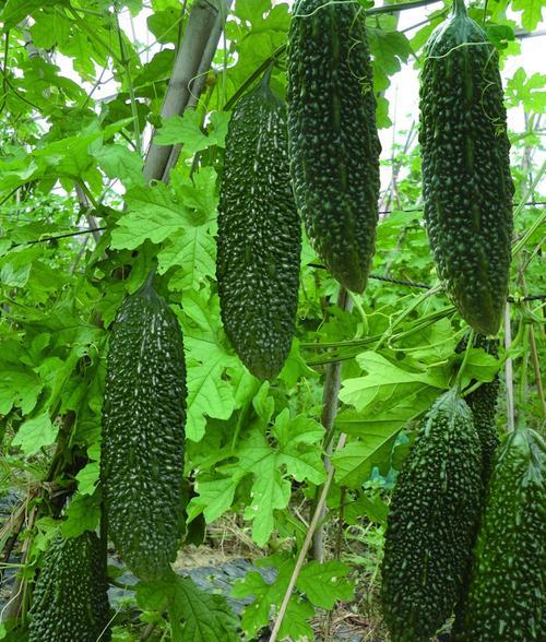 苹果苦瓜几月份种植最合适？如何确保高产？