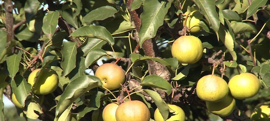 苹果梨什么时候成熟上市？如何挑选新鲜的苹果梨？