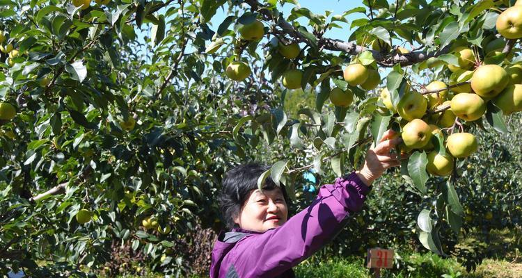 苹果梨什么时候成熟？如何判断其最佳采摘时间？