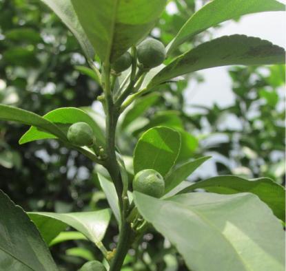苹果落果怎么办？如何预防和处理苹果落果问题？