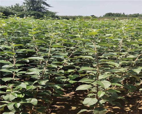 苹果苗什么品种最好？如何选择适合的苹果树苗？