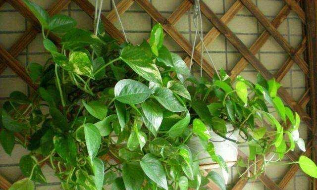 苹果能吸收甲醛吗？室内净化植物有哪些？