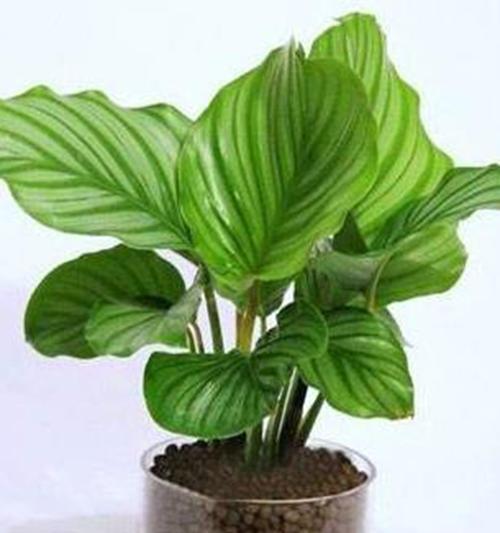 苹果能吸收甲醛吗？室内净化植物有哪些？