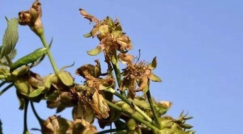 苹果怕冷还是怕热？储存和使用时的温度注意事项是什么？