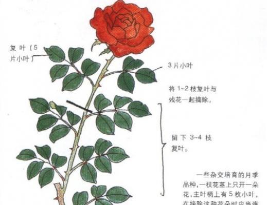 苹果盆栽修剪方法有哪些？如何正确修剪苹果盆栽？