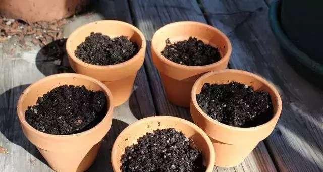 苹果皮能用作肥料吗？如何正确使用苹果皮作为植物肥料？