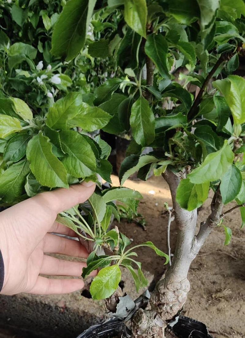苹果皮能用作肥料吗？如何正确使用苹果皮作为植物肥料？