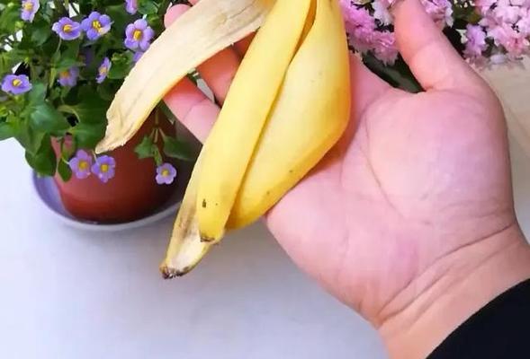 苹果皮泡水浇花有效吗？对植物生长有何影响？