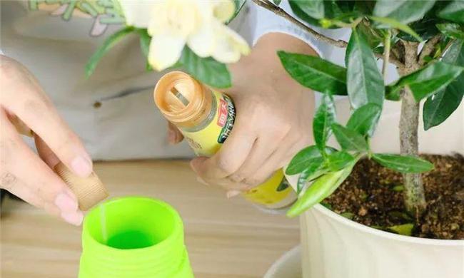 苹果皮水适合浇什么花？使用苹果皮水浇花的好处是什么？
