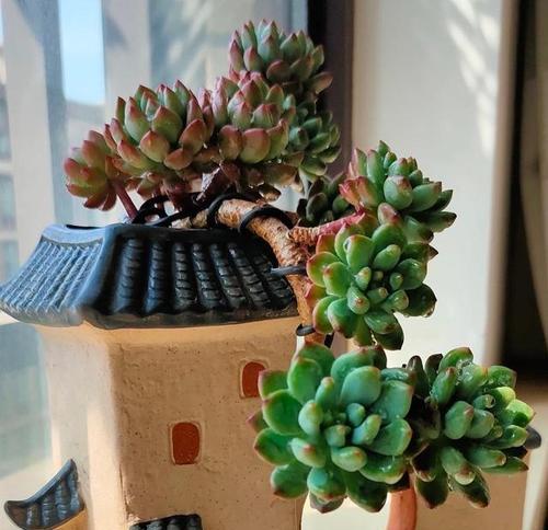 苹果皮水适合浇什么花？使用苹果皮水浇花的好处是什么？