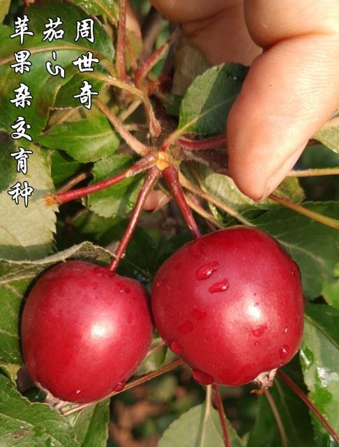 苹果生芽了还能吃吗？如何安全食用？