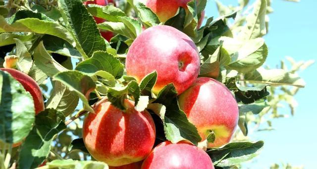 苹果成熟季节是什么时候？几月份可以采摘上市？