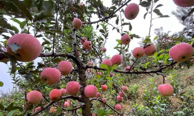 苹果成熟季节是什么时候？几月份可以采摘上市？