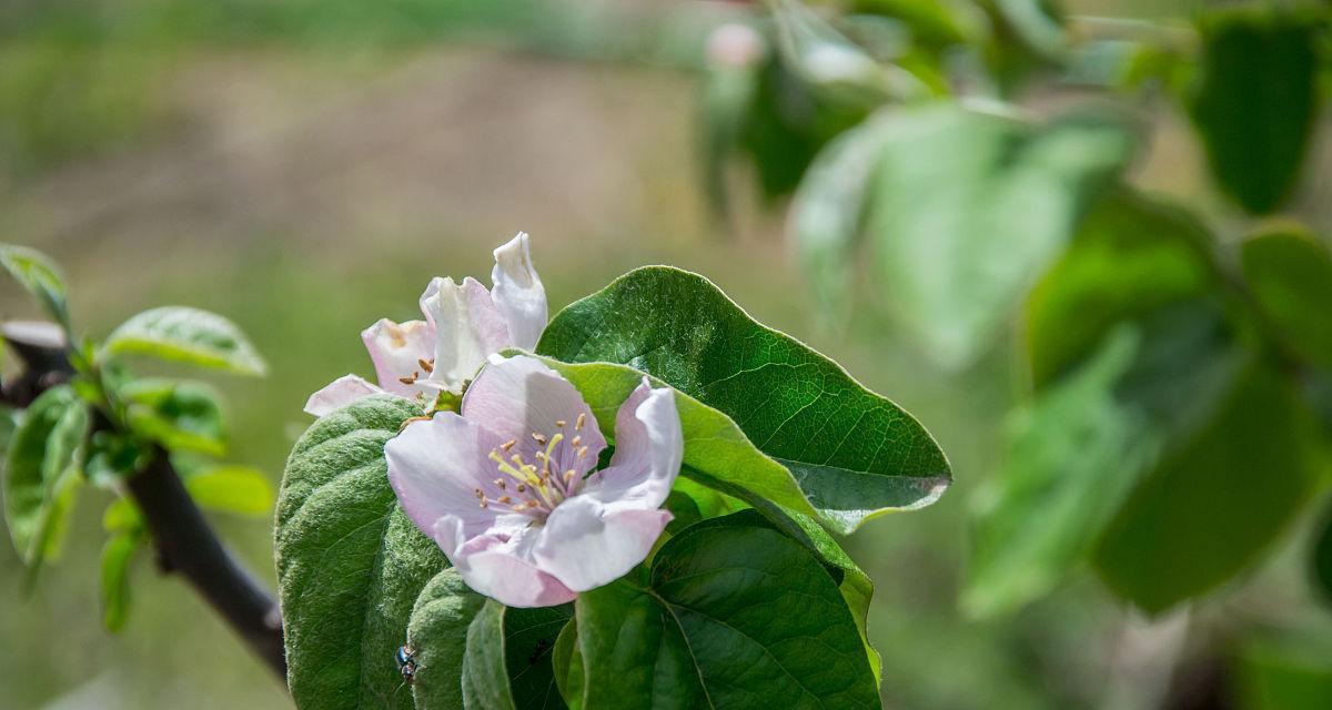 苹果树开花和结果的季节是什么时候？