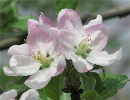 苹果树开花和结果的季节是什么时候？