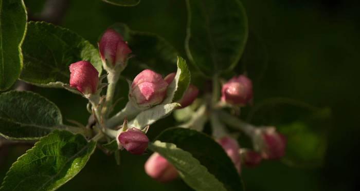 苹果开花结果的时间是什么时候？常见问题解答？