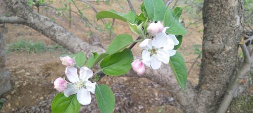 苹果开花结果的季节是什么时候？如何判断苹果树的开花时间？