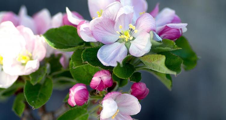 苹果开花结果的季节是什么时候？如何判断苹果树的开花时间？