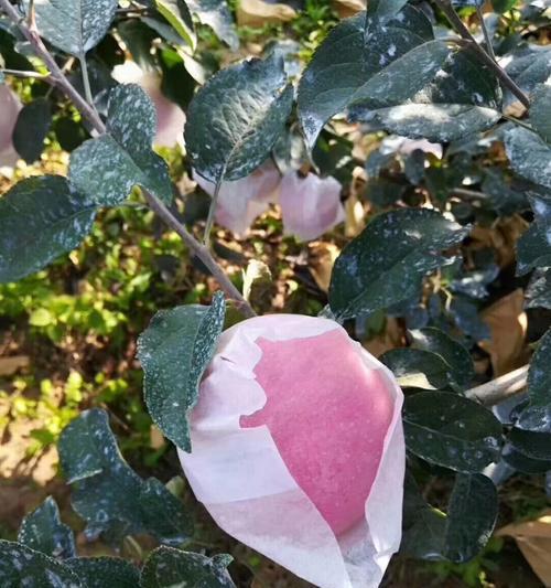 苹果套袋的最佳时机是什么时候？正确的套袋方法有哪些？
