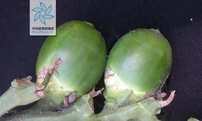 苹果属于单子叶植物吗？常见误解有哪些？
