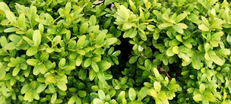 苹果属于单子叶植物吗？常见误解有哪些？