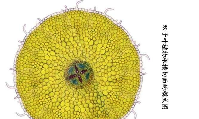 苹果属于单子叶植物吗？常见误解有哪些？