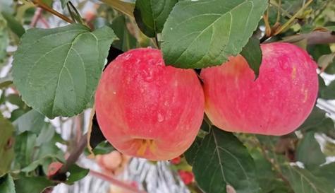 苹果成熟季节是什么时候？如何判断苹果成熟度？