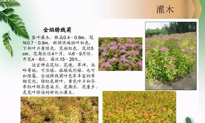 苹果树属于乔木还是灌木？如何区分？