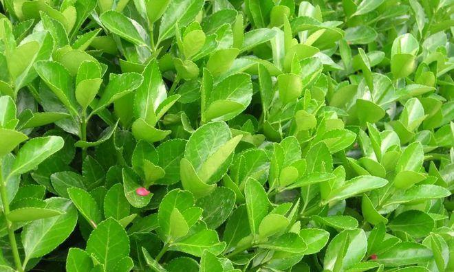 苹果树属于乔木还是灌木？如何区分？