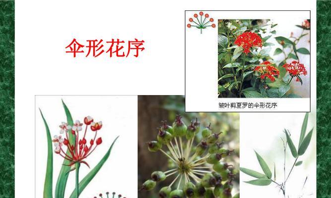 苹果的花序类型是什么？属于伞状花序吗？