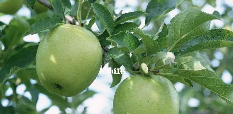 苹果是什么味道的？如何描述不同品种的苹果口感？