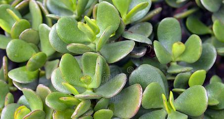 苹果属于双子叶植物吗？它的分类特点是什么？