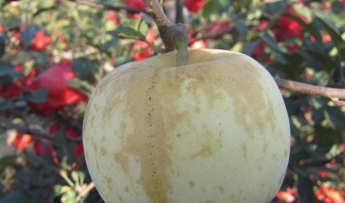 苹果属于双子叶植物吗？它的分类特点是什么？