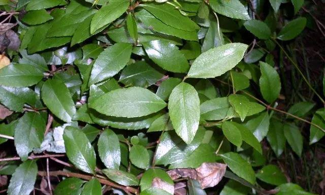 苹果属于双子叶植物吗？它的分类特点是什么？