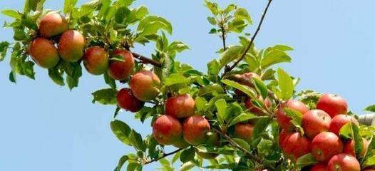 苹果属于经济作物吗？它的种植与经济价值解析