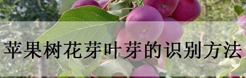 苹果属于什么植物类型？它是如何分类的？