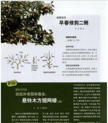苹果树病虫害防治方法有哪些？如何有效实施技术措施？
