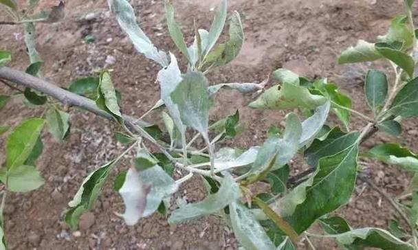 苹果树病虫害防治方法有哪些？如何有效实施技术措施？