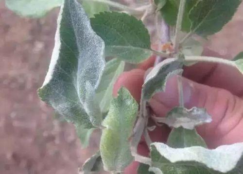 苹果树病虫害防治技术与方法措施是什么？如何有效预防和控制？