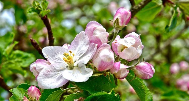 苹果树春天开花吗？如何促进开花结果？
