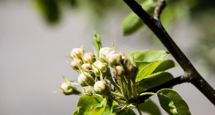 苹果树春天开花吗？如何促进开花结果？