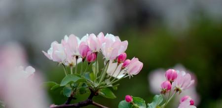 苹果树的花颜色形状是什么？如何识别苹果树的花？