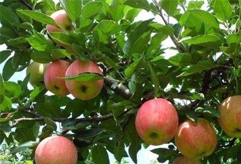 苹果树的生长周期是多长时间？如何科学管理以提高产量？
