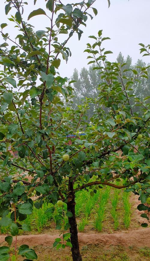 苹果树冬天会冻死吗？如何防止苹果树冻害？