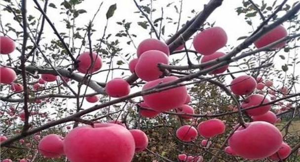 苹果树冬天会冻死吗？如何防止苹果树冻害？