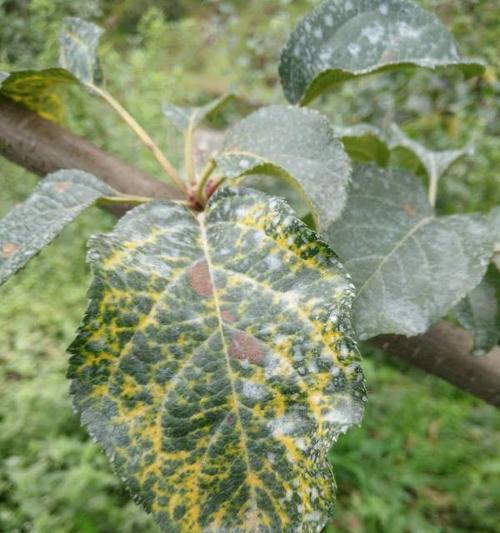 苹果树冬天落叶吗？落叶季节有什么特点？