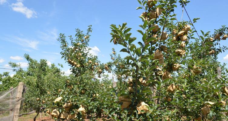 苹果树根系发达吗？如何判断苹果树的根系健康状况？